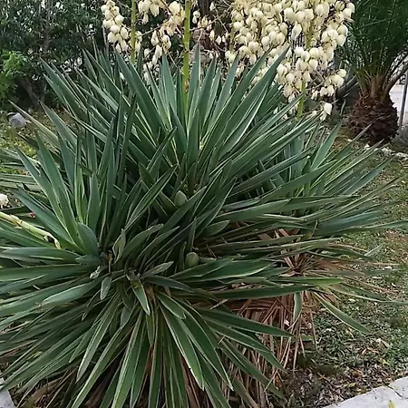 Hébergement de vacances Casa Svjetlana Orebić