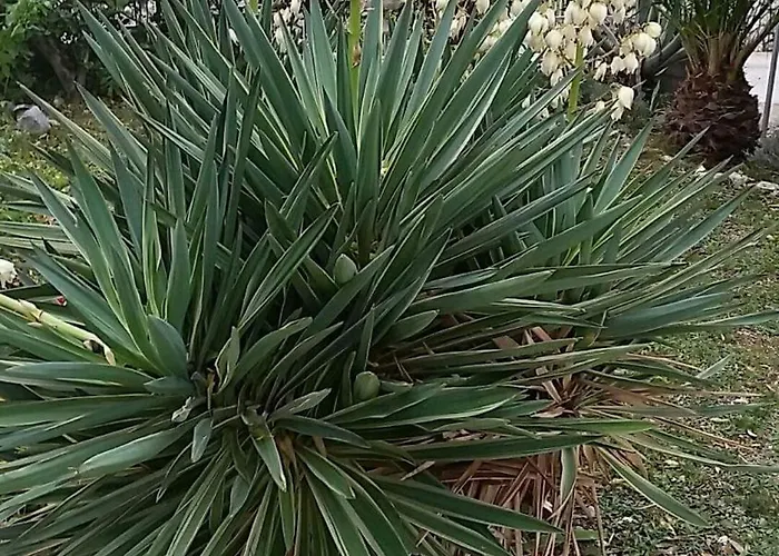 Prázdninový dům Casa Svjetlana Orebić